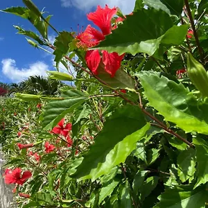 https://morne-aux-vents.comcaribbean.com